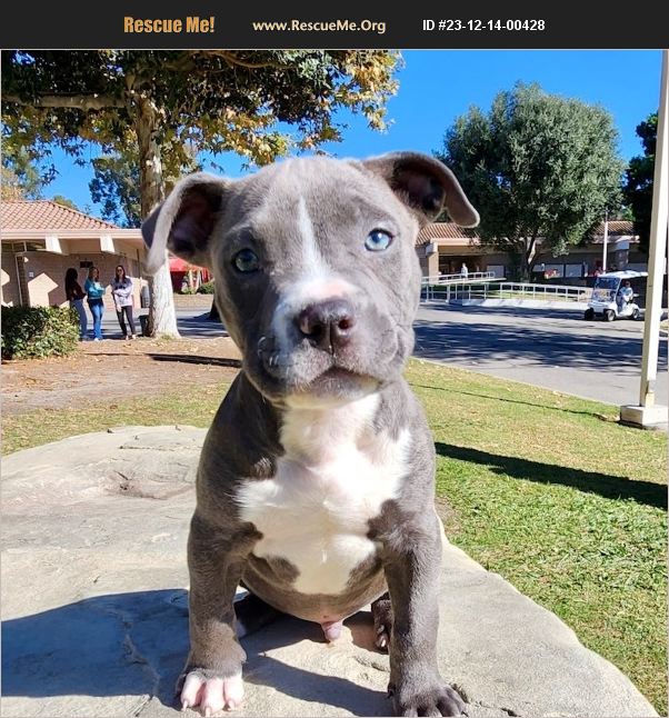 ADOPT 23121400428 American Staffordshire Terrier Rescue San Juan Capistrano, CA
