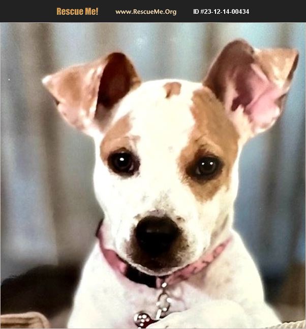 ADOPT 23121400434 Jack Russell Rescue San Juan Capistrano, CA