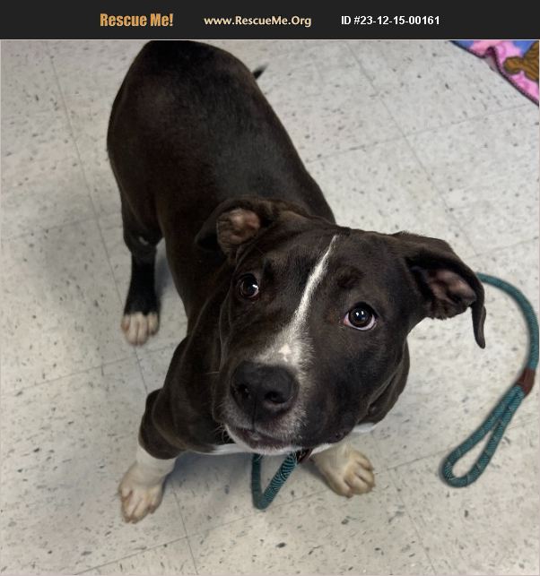 ADOPT 23121500161 Pit Bull Rescue Salt Lake City, UT