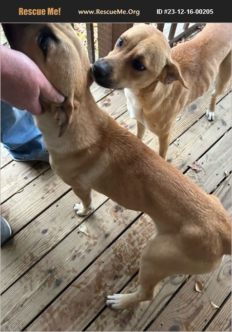 Adopt Black Mouth Cur Rescue Winnsboro Tx