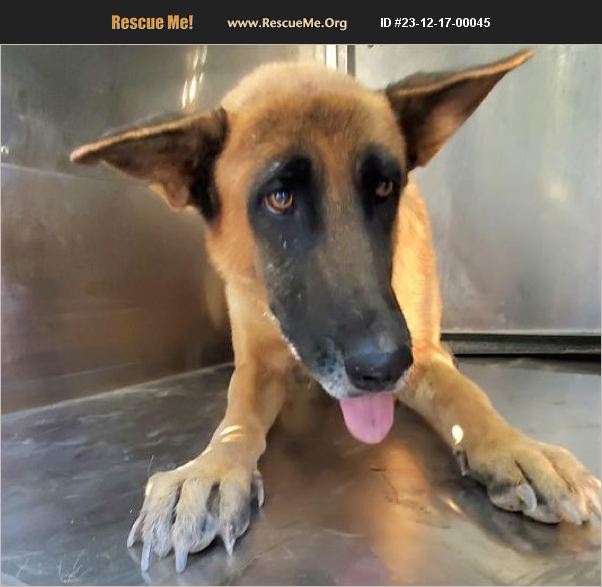 ADOPT 23121700045 Belgian Malinois Rescue Casa Grande, AZ