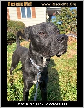 Dog for adoption - Kilo, a Hound & Labrador Retriever Mix in Media, PA