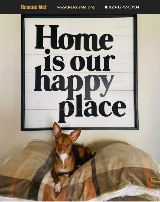 ADOPT 23121700134 Chihuahua Rescue Mishawaka, IN