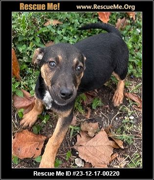 Dog for adoption - Kilo, an Alaskan Malamute Mix in Titusville, FL