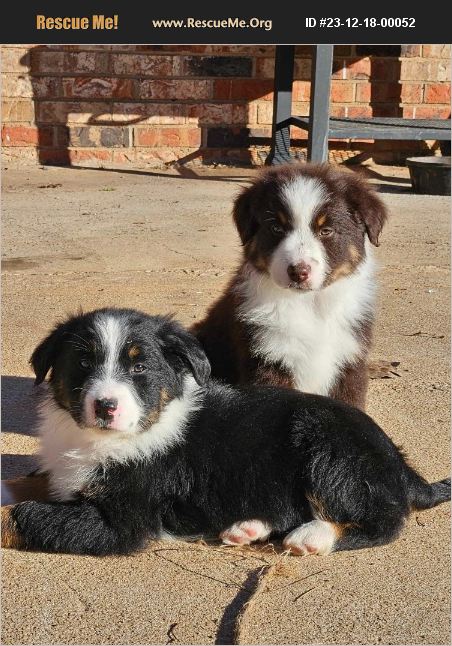 Adopt 23121800052 ~ Australian Shepherd Rescue ~ Yukon Ok