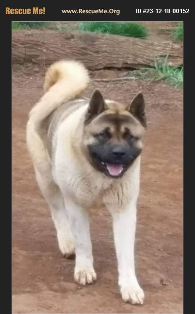 ADOPT 23121800152 ~ Akita Rescue ~ Candler, NC