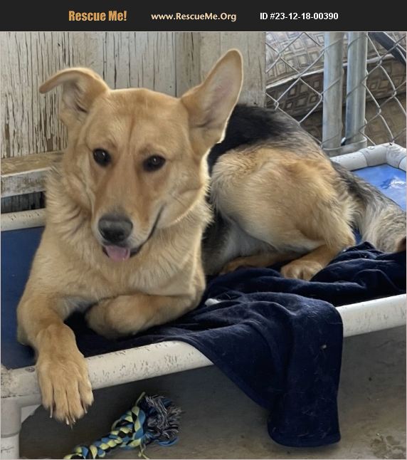 ADOPT 23121800390 German Shepherd Rescue Apple Valley, CA