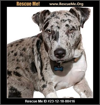 Carolina sales catahoula dog