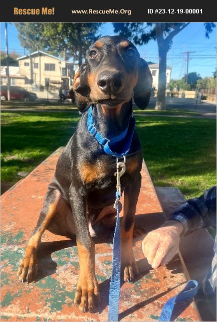 Doberman Rescue Los Angeles