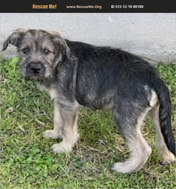 Adopt 23121900188 ~ Schnauzer Rescue ~ Pasadena Tx 0022