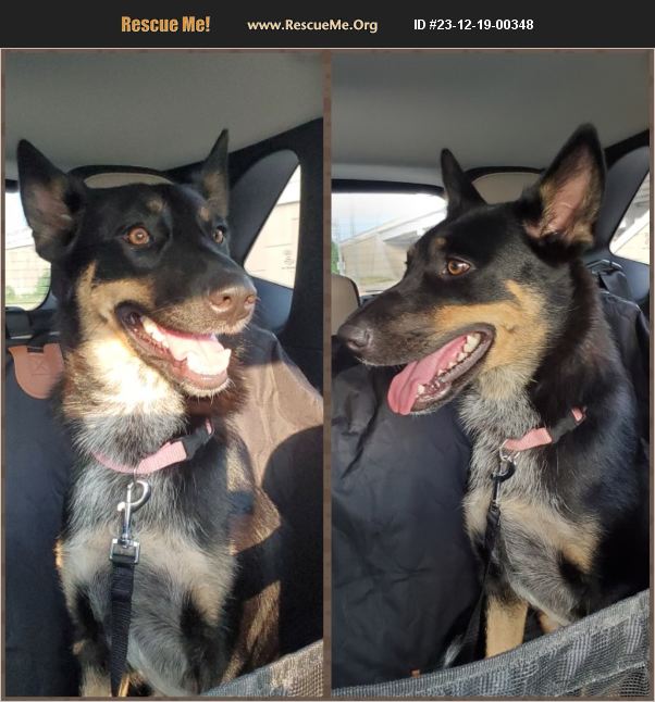 ADOPT 23121900348 Australian Kelpie Rescue Dripping Springs, TX