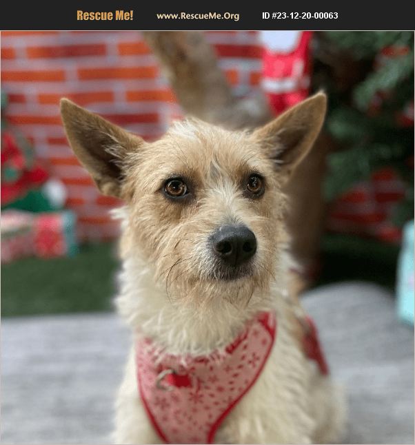 ADOPT 23122000063 Norwich Terrier Rescue Carlsbad, CA
