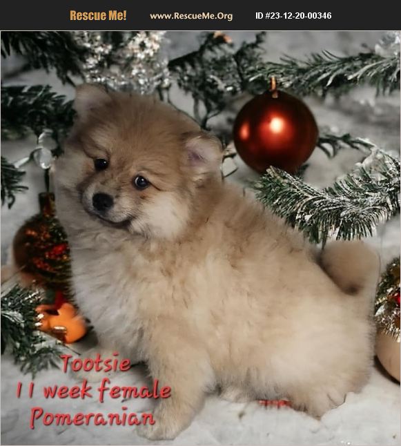 ADOPT 23122000346 Pomeranian Rescue Marengo IL