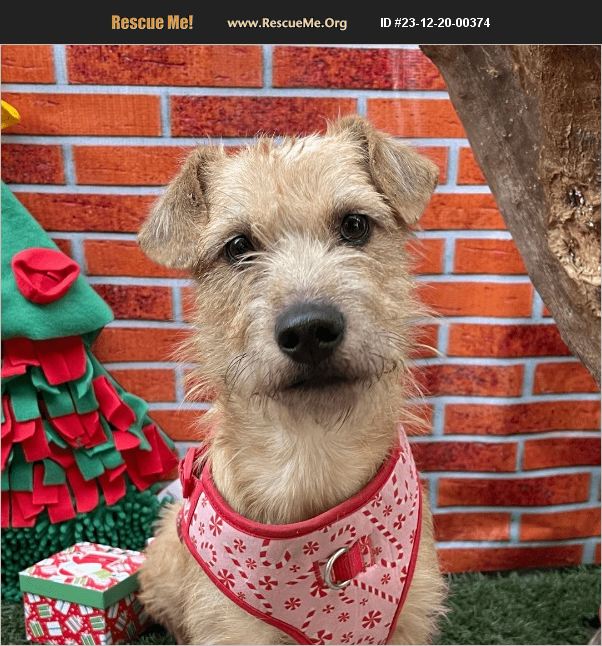 ADOPT 23122000374 Norfolk Terrier Rescue Carlsbad, CA