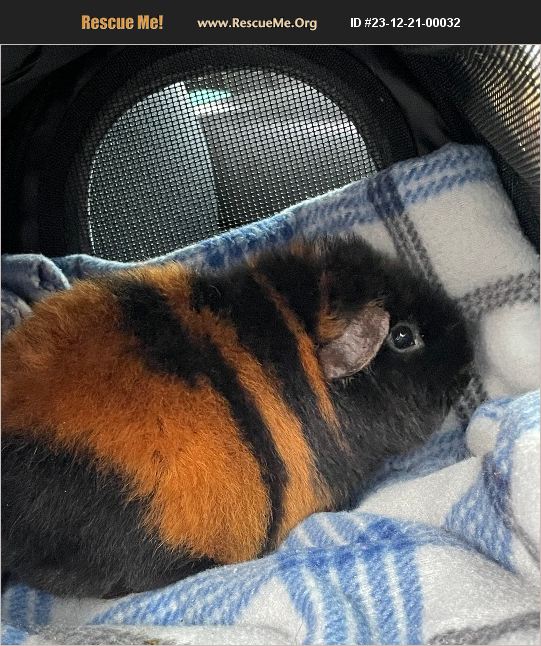 ADOPT 23122100032 Small Mammal Rescue Lancaster, PA