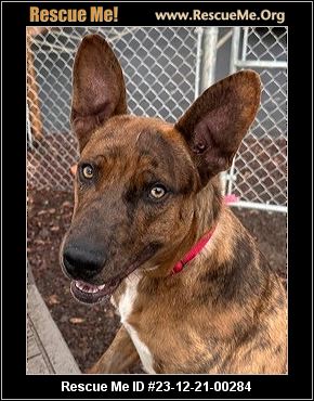 Dog for adoption - Hachi, an Australian Cattle Dog / Blue Heeler Mix in  Portland, OR