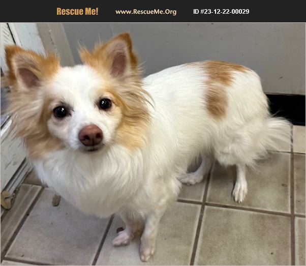ADOPT 23122200029 Papillon Rescue Titusville, FL