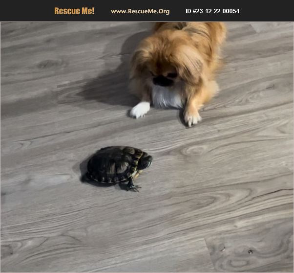 ADOPT 23122200054 Reptile/Amphibian Rescue Orlando, FL