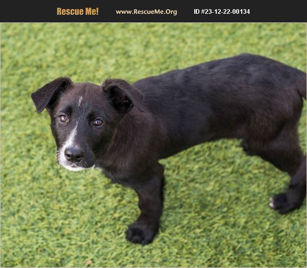 ADOPT 23122200134 Lab Rescue Mont Belvieu, TX