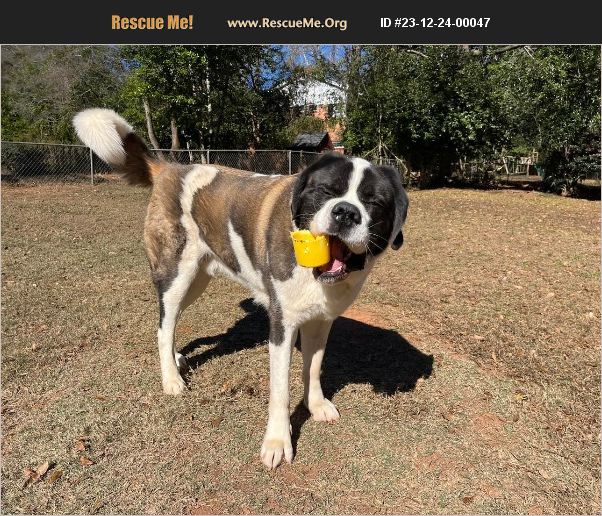 ADOPT 23122400047 Saint Bernard Rescue ATHENS, GA