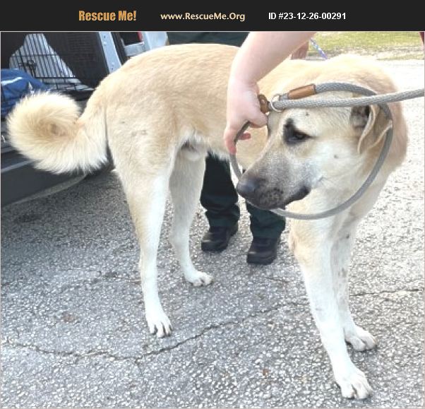 ADOPT 23122600291 Golden Retriever Rescue INVERNESS, FL