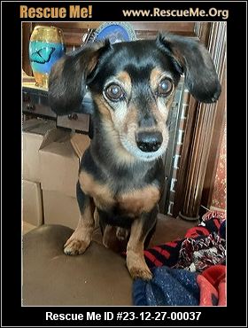 - Massachusetts Dog Rescue - ADOPTIONS - Rescue Me!