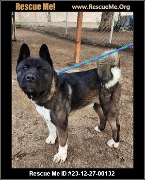 - California Akita Rescue - ADOPTIONS - Rescue Me!