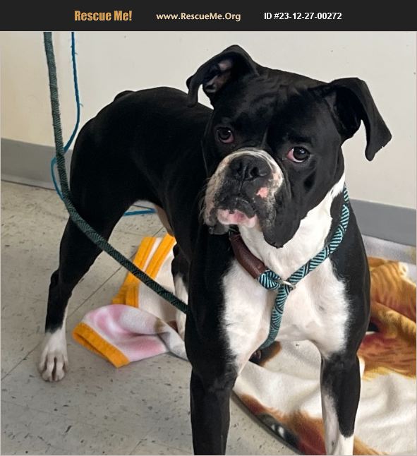 ADOPT 23122700272 Boxer Rescue Salt Lake City, UT