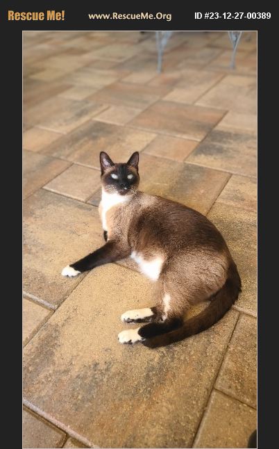 ADOPT 23122700389 ~ Siamese Rescue ~ Bradenton, FL