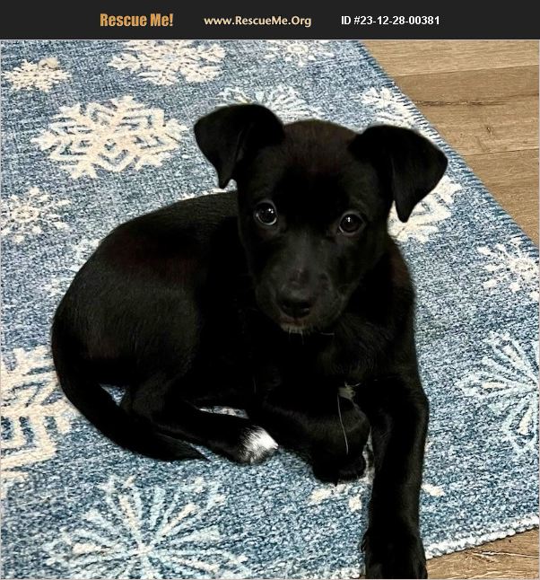 ADOPT 23122800381 German Shepherd Rescue San Juan Capistrano, CA