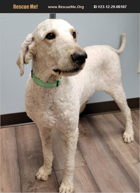 ADOPT 23122900107 ~ Poodle Rescue ~ Lisbon, IA