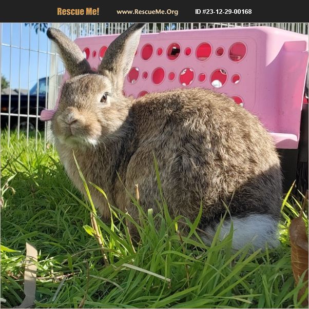 ADOPT 23122900168 Rabbit Rescue Killeen, TX