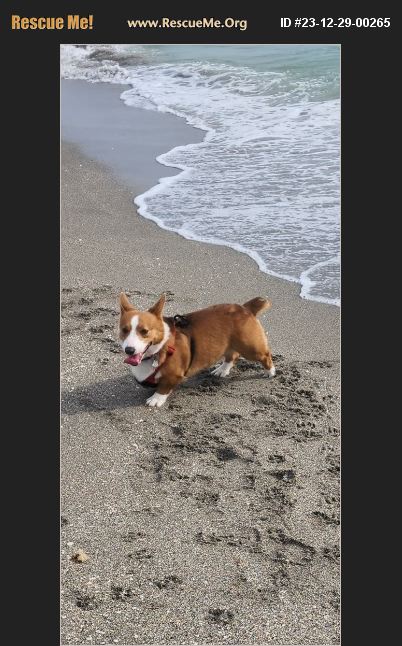 ADOPT 23122900265 ~ Corgi Rescue ~ Bradenton, FL