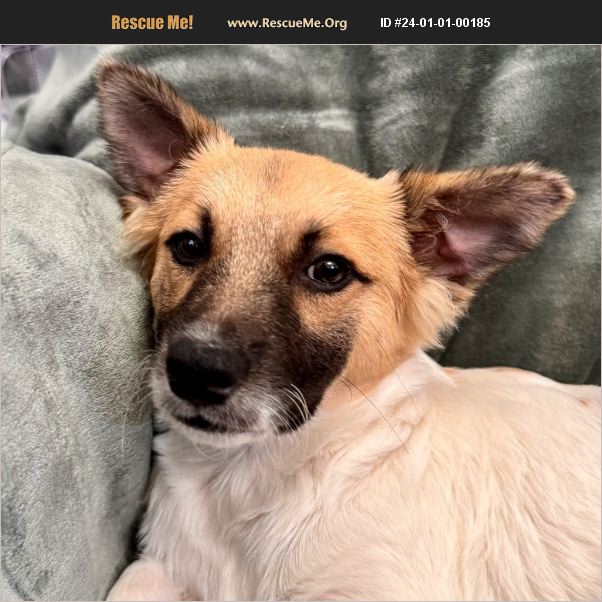 ADOPT 24010100185 Papillon Rescue Fort Myers, FL