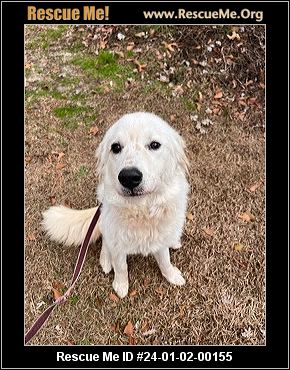 Nc Great Pyrenees Rescue