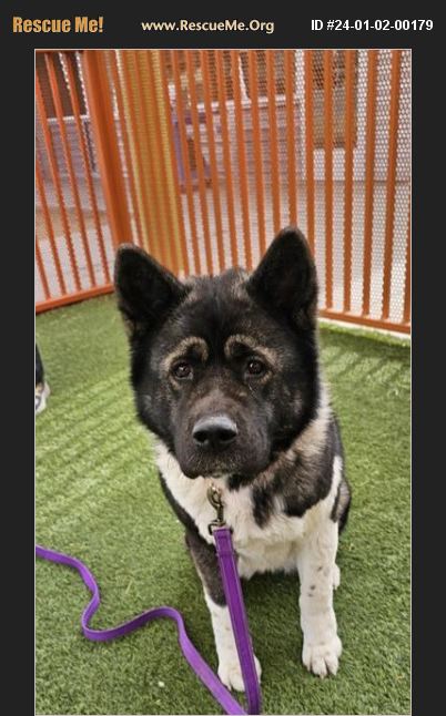 ADOPT 24010200179 ~ Akita Rescue ~ Nevada