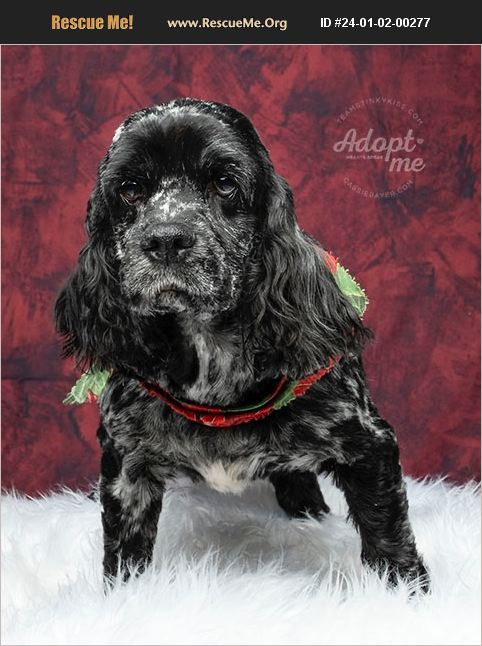 Adopt Cocker Spaniel Rescue Aiken Sc