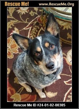 Dog for adoption - Hachi, an Australian Cattle Dog / Blue Heeler Mix in  Portland, OR