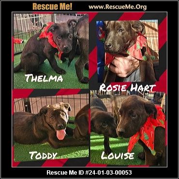 Labs and More – Adopt a Rescue Dog or Puppy Today