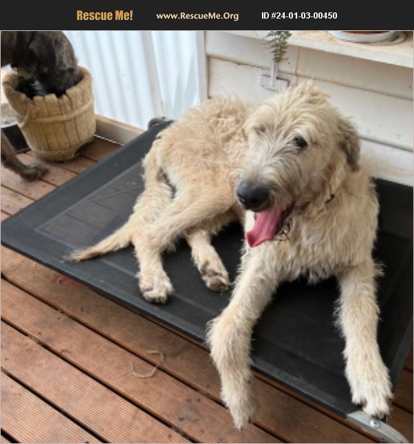 ADOPT 24010300450 Irish Wolfhound Rescue Rainbow, Victoria