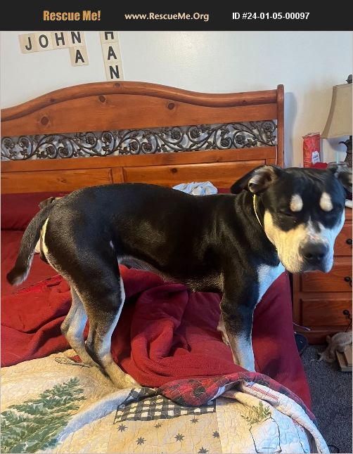 ADOPT 24010500097 American Bulldog Rescue Apple Valley, CA