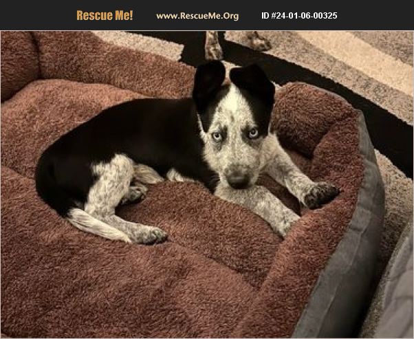 ADOPT 24010600325 Border Collie Rescue Paso Robles, CA