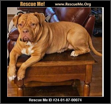 Carolina mastiff sale rescue