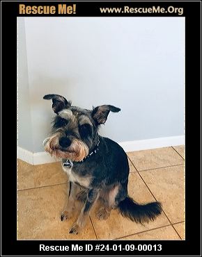 Rescue me sale schnauzer