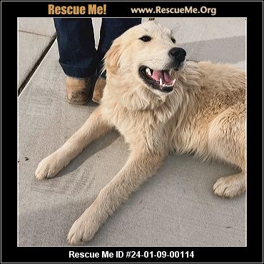 - Virginia Dog Rescue - ADOPTIONS - Rescue Me!