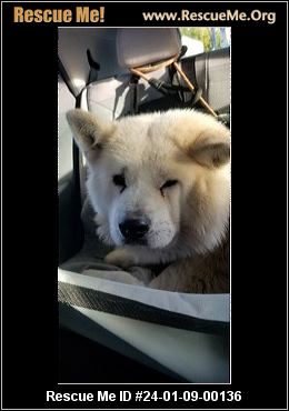 - California Akita Rescue - ADOPTIONS - Rescue Me!