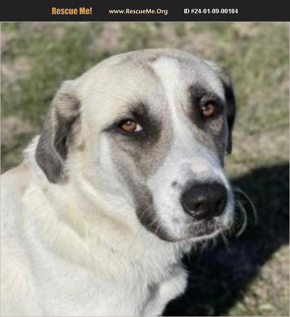 ADOPT 24010900184 Anatolian Shepherd Rescue Bastrop, TX