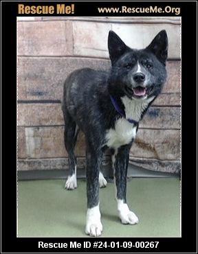 - California Akita Rescue - ADOPTIONS - Rescue Me!