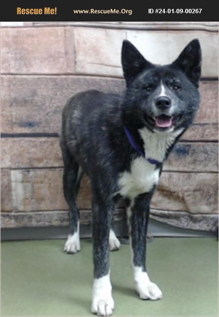 ADOPT 24010900267 ~ Akita Rescue ~ California