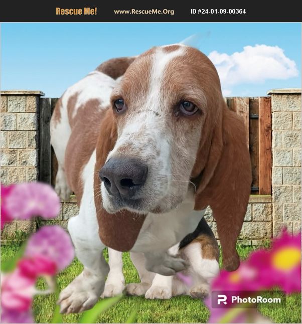 Adopt Basset Hound Rescue Fort Myers Fl